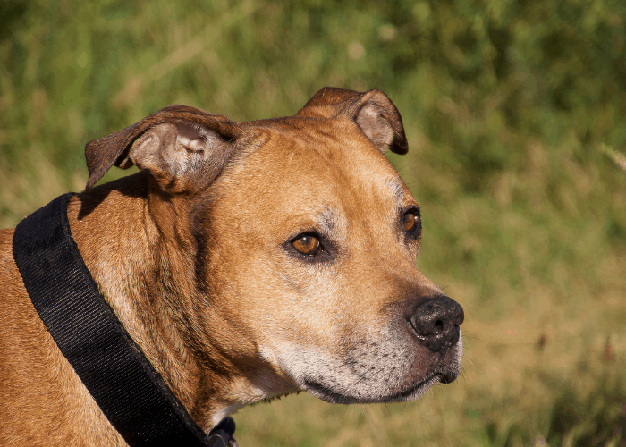 pit bull with dark collar outdoors