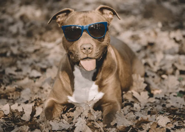  pit bull with sunglasses in the dried leaves