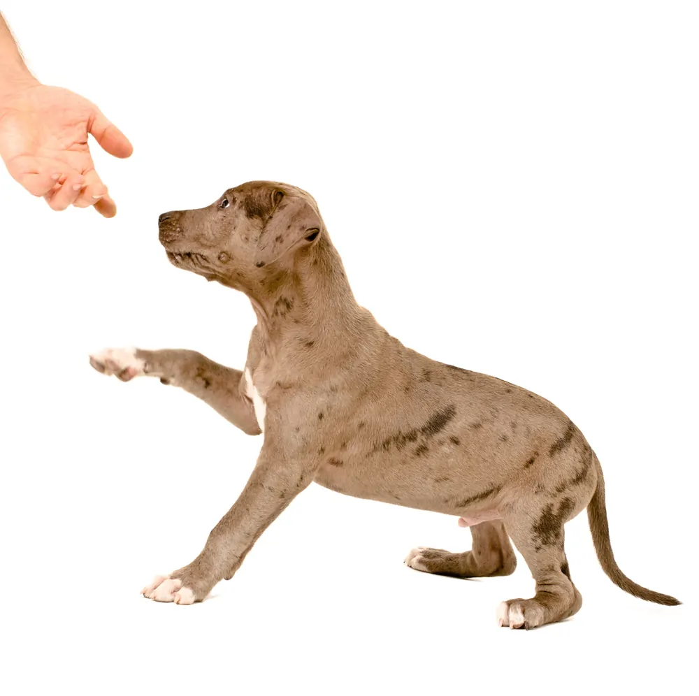 pitbull puppy gives a paw