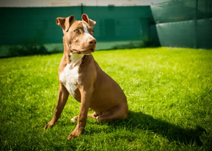 pitbull terrier standing on the lawn