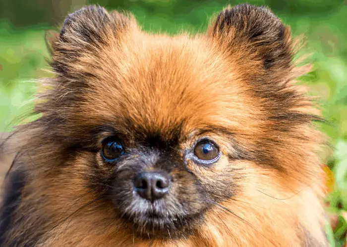 pomeranian close up