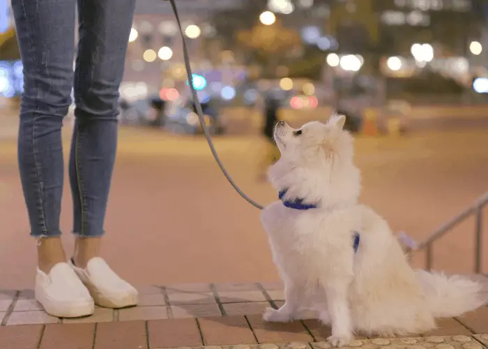 pomeranian looking at its owner