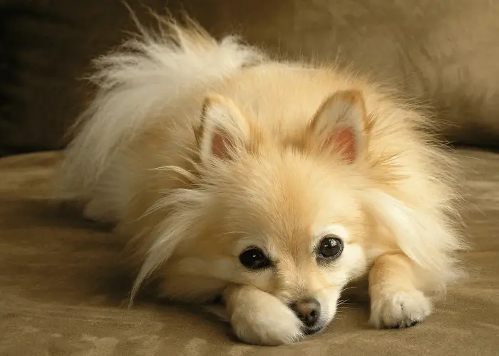  pomeranian on the floor