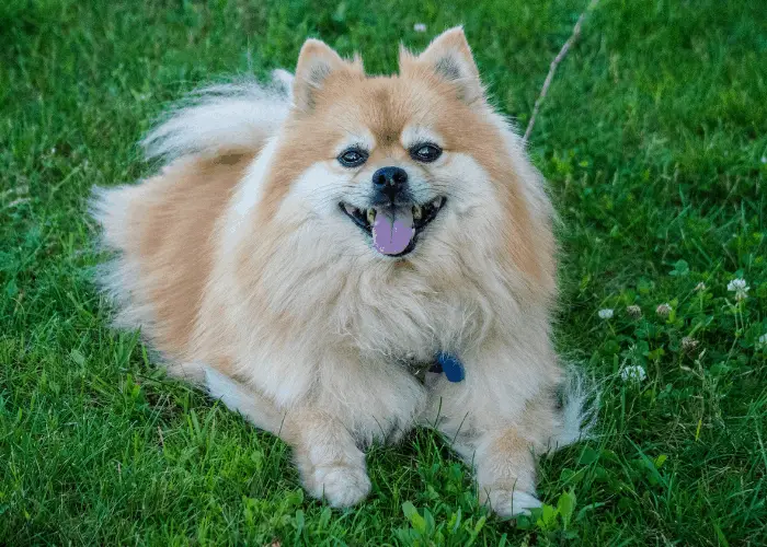 pomeranian on the green lawn