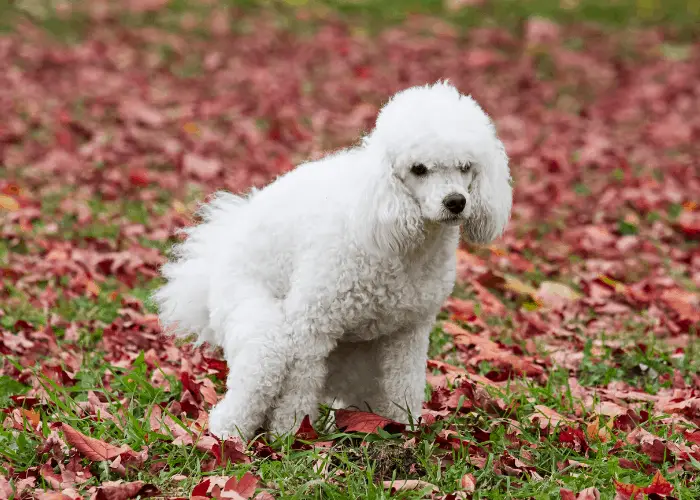 poople puppy pooping in the garden