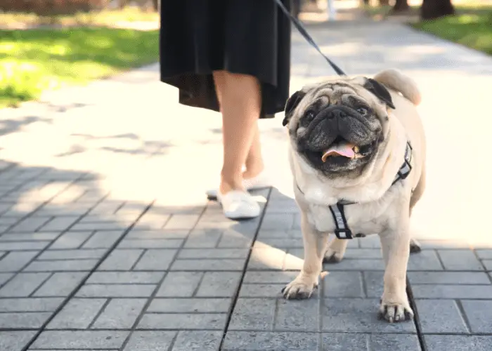 pug as a companion dog