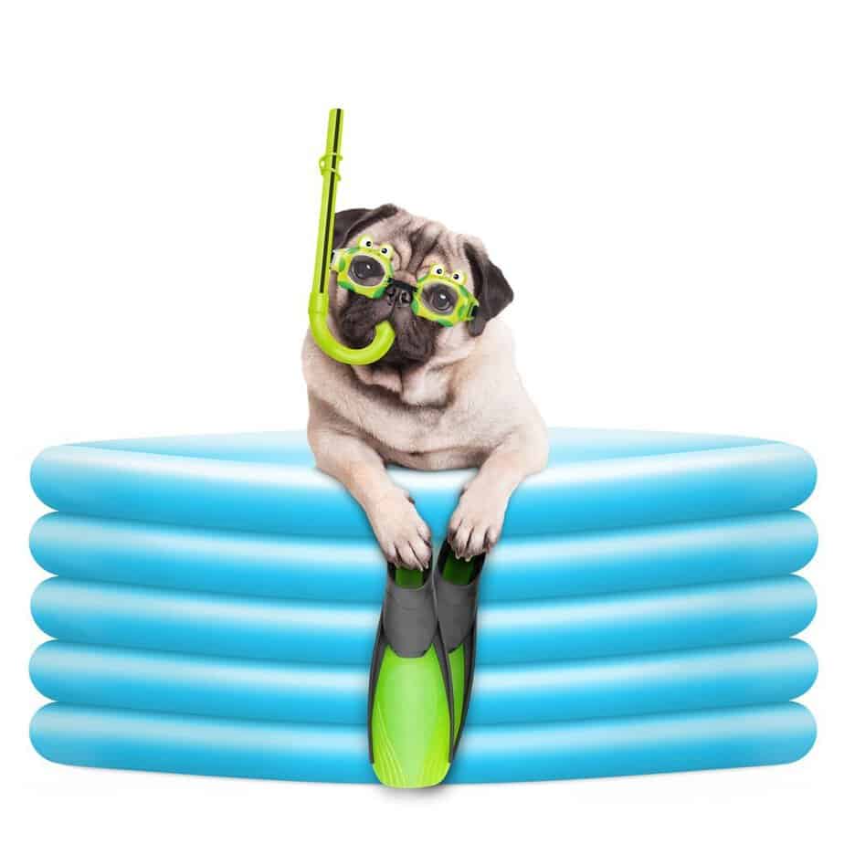 pug dog with goggles, snorkel and flippers in inflatable pool