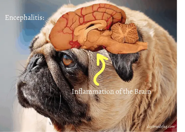 pug encephalitis illustration