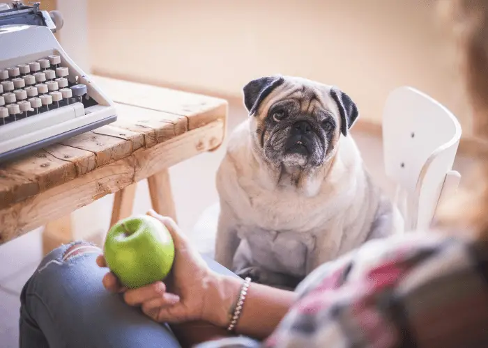 pug looking at its owner