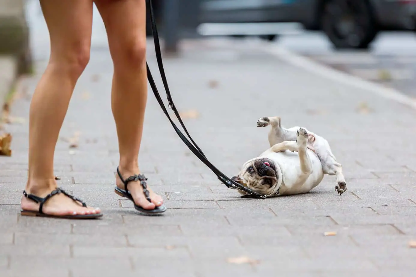pug on leash rolling on the footpath