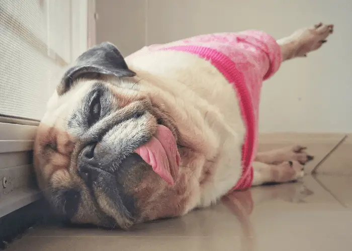 pug sleeping with tongue out