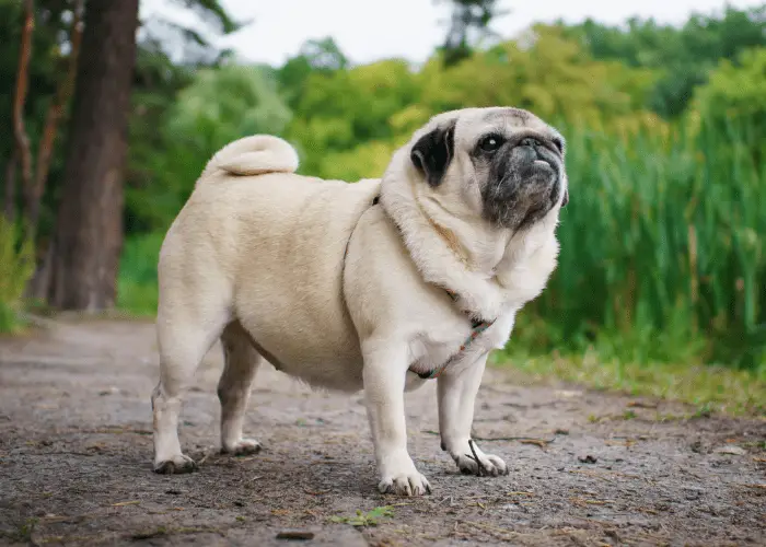 pug standing outdoor