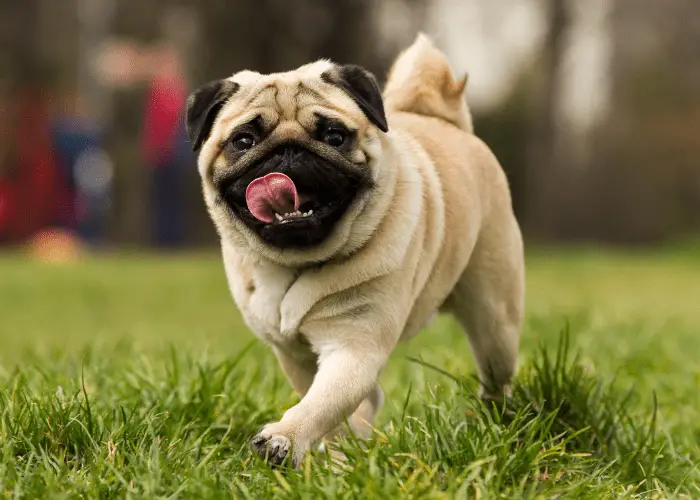 pug walking on the park lawn