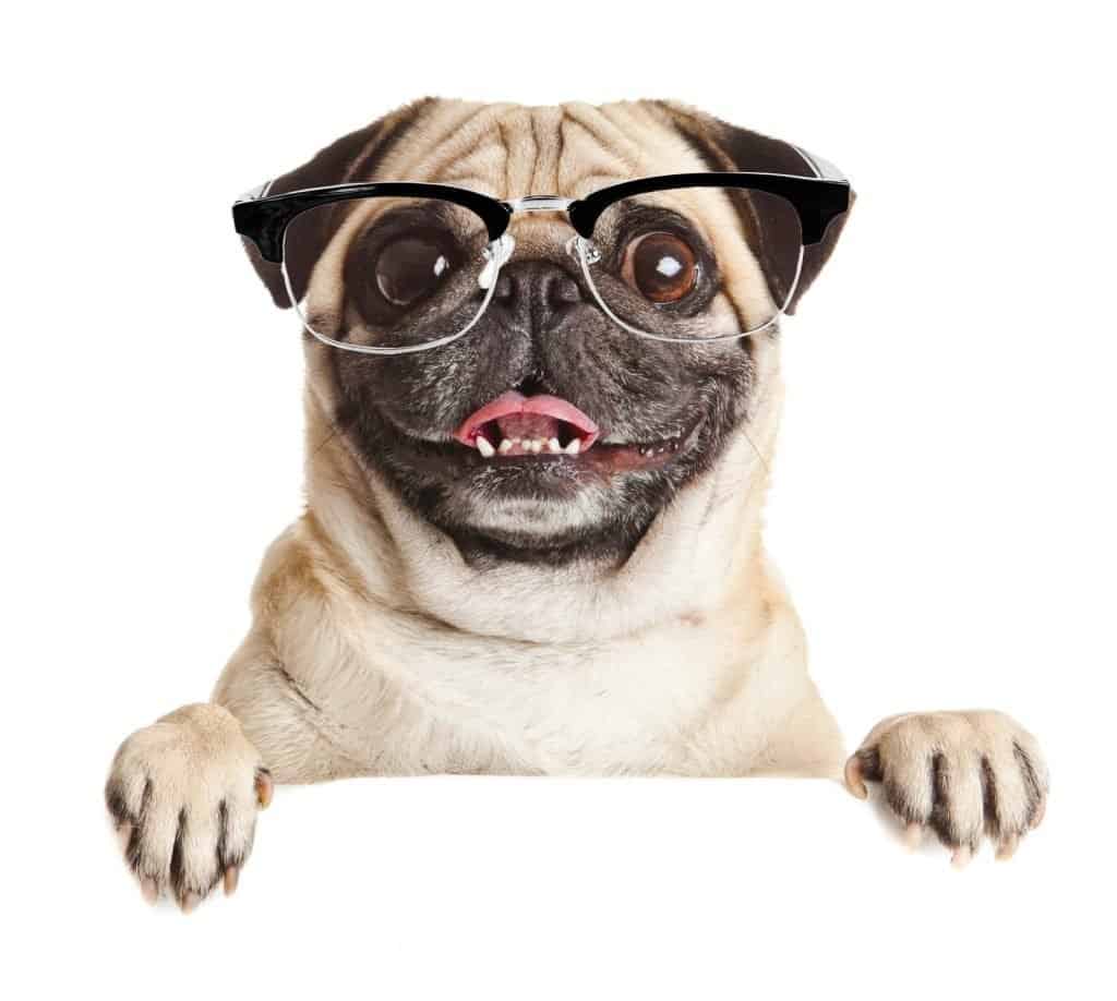 Pug wearing glasses and holding a blank sign.