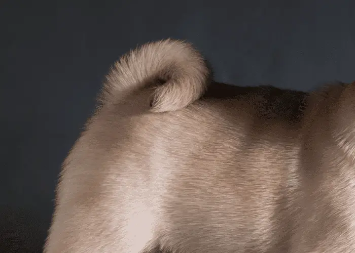 pug's tail close up side view