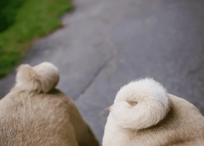 pug's tail close up top view