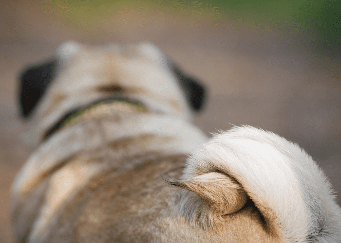pug's tail close up with blurred background