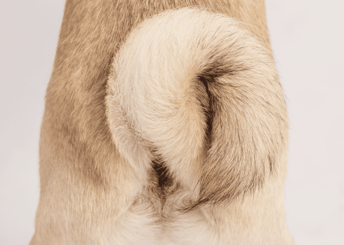 pug's tail close up