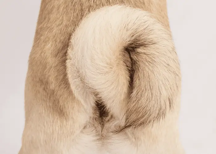 pug's tail close up