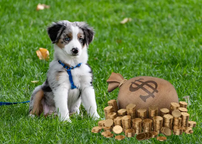 puppy and money on the lawn