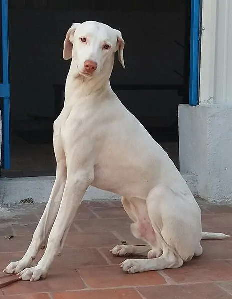 rajapalayam dog breed sitting