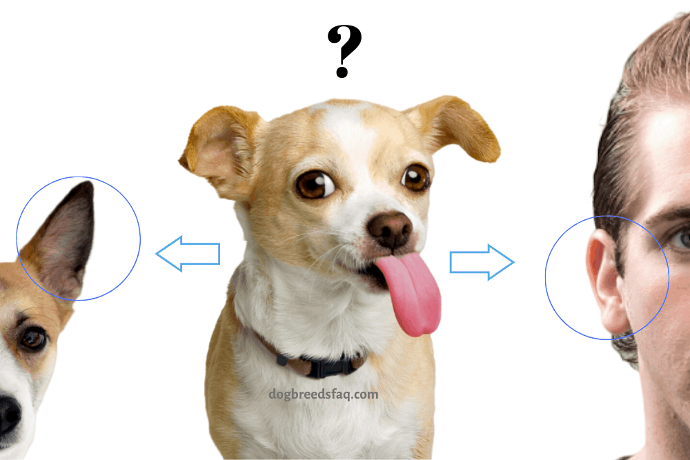reasons why dogs lick ears illustration