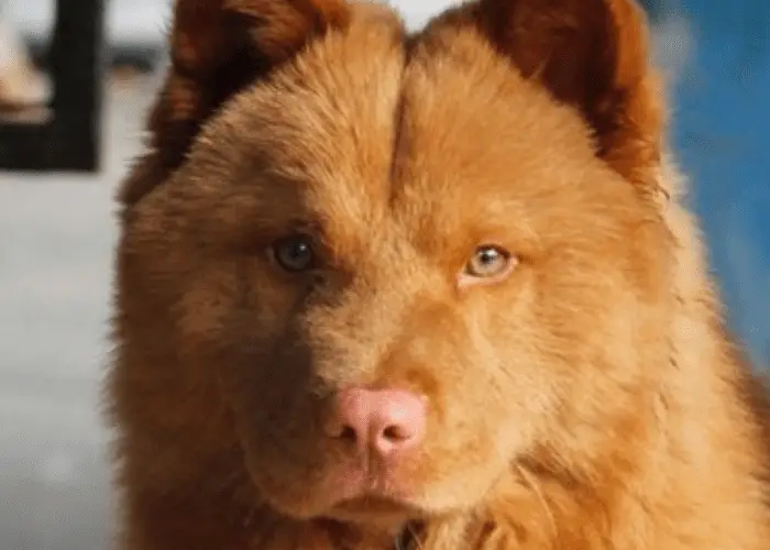 red cantonese bear dog full grown close up