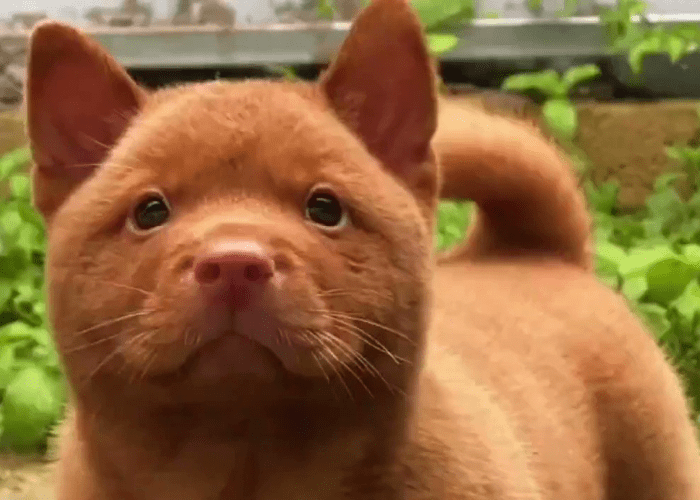 red cantonese bear dog puppy close up