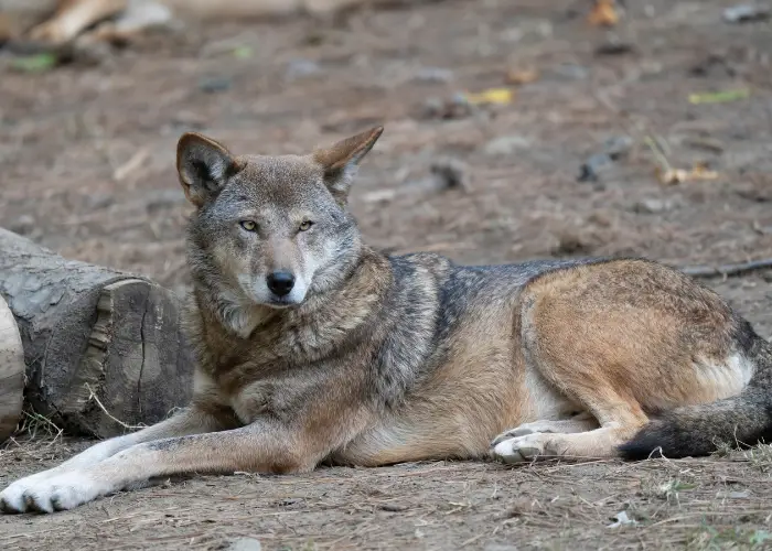 red wolf in the wild