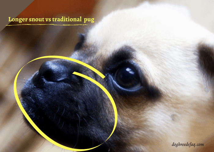 retro pug has longer snout vs regular pug