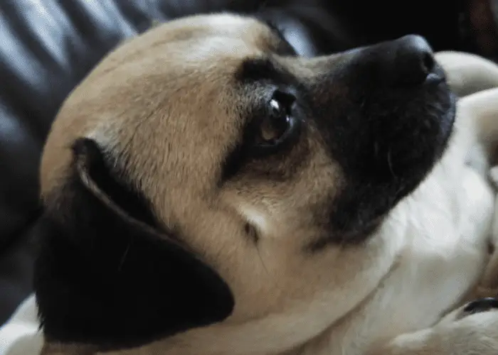 retro pug lying in bed