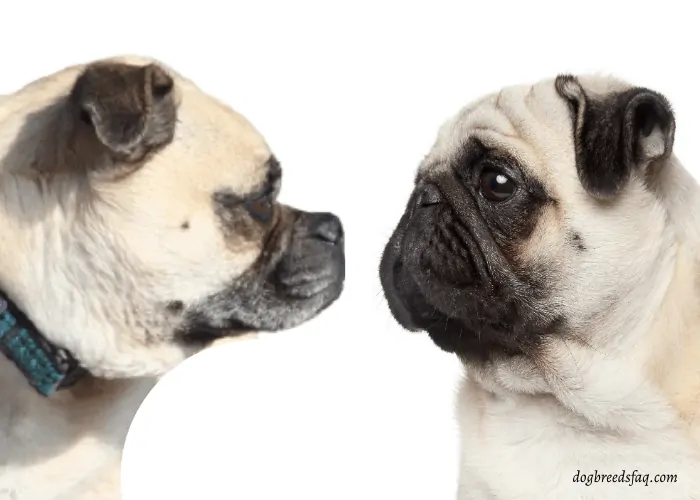 retro pug vs pug comparison