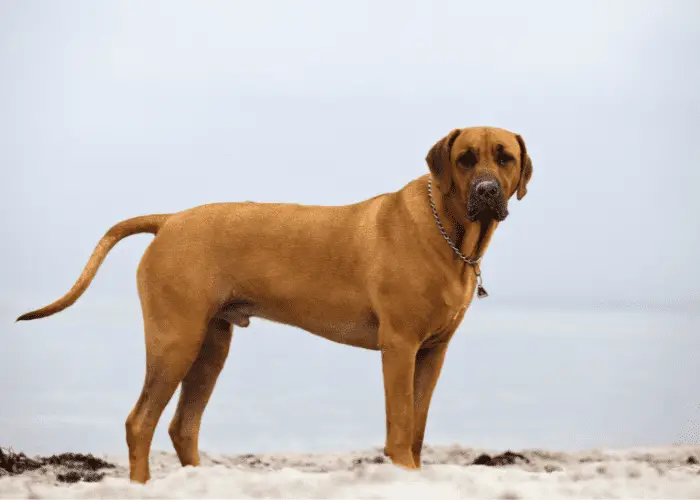 rhodesian ridgeback on the beach