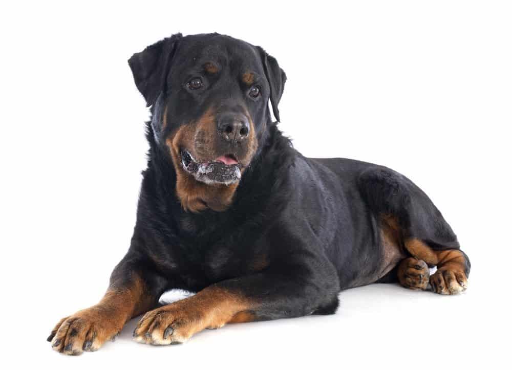 rottweiler photographed against a white background
