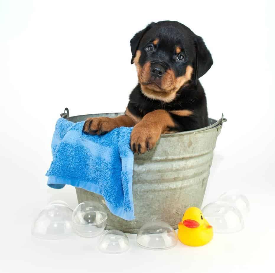 rottweiler puppy having a bath