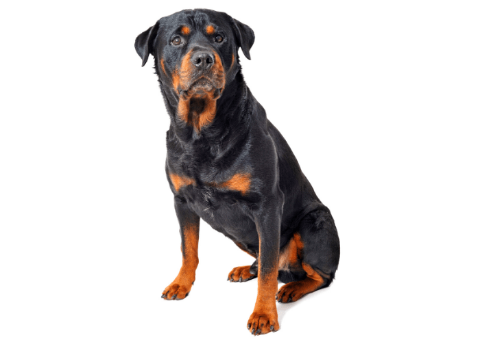 rottweiler sitting against a white background