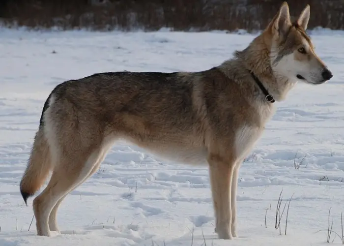 saarlos wolfdog in winter