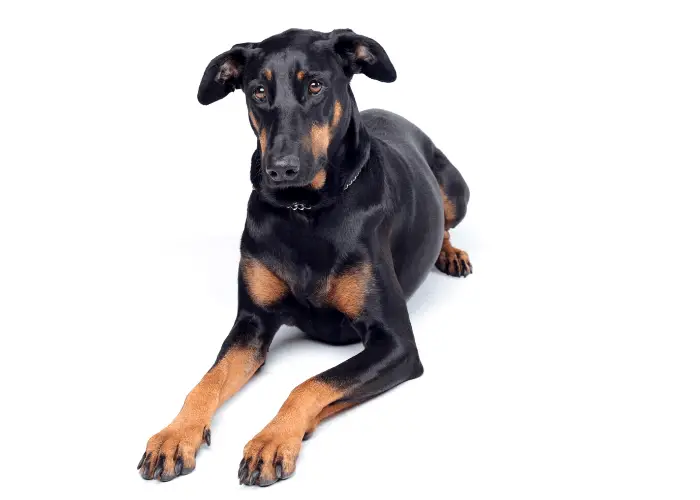 sad doberman pinscher on a white background