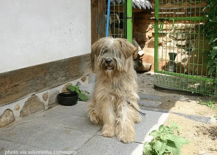 sapsali dog standing near the green gate