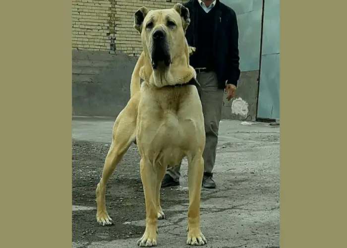 sarabi dog with owner