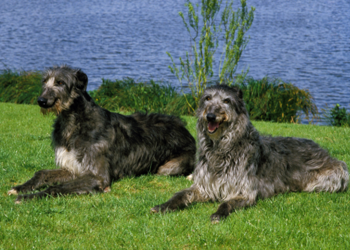 scottish deerhound sitting on the lawn by the lake