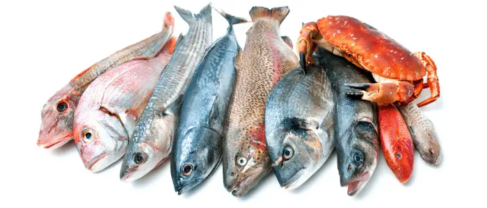 seafoods on white background