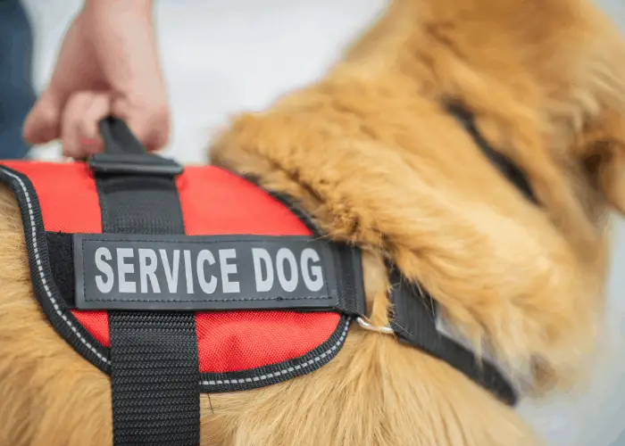 service dog 