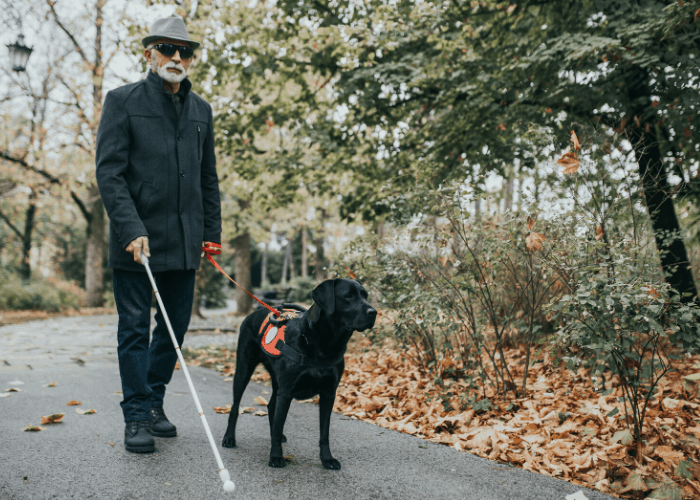 service dog guiding its blind owner