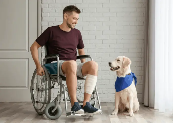 service dog indoor with owner