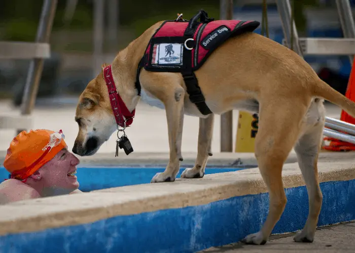 service dog sniffing its owner in the pool