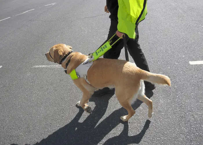 service dog training