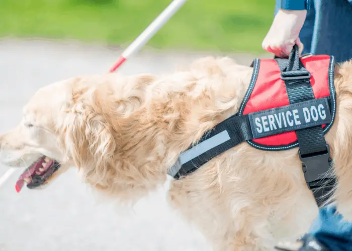 service dog with a blind person