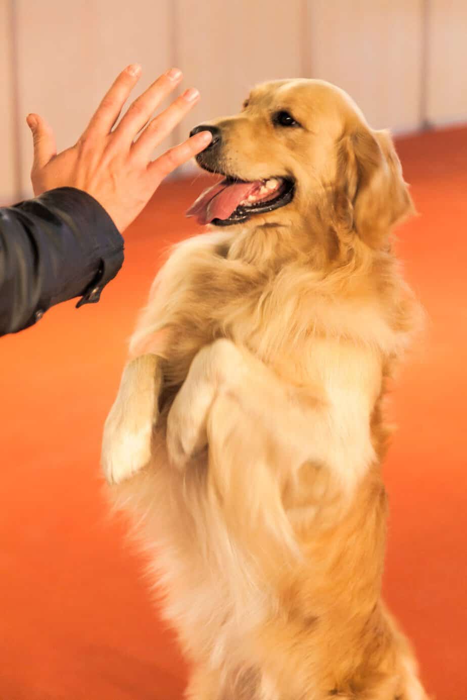 setting boundaries to a golden retriever