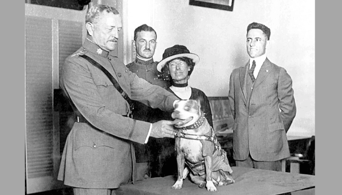 sgt. stubby getting a medal